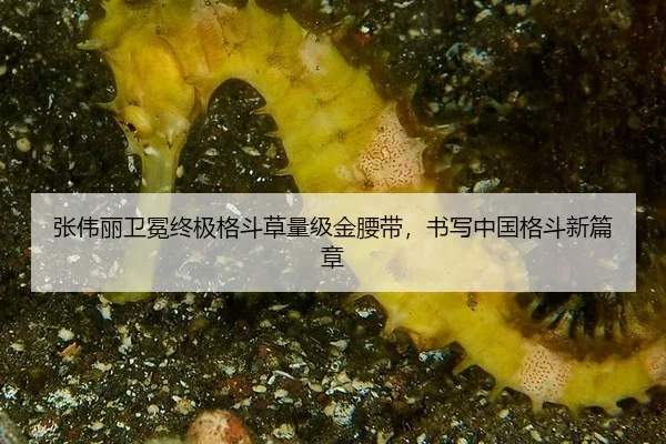 zhang-wei-li-wei-mian-zhong-ji-ge-dou-cao-liang-ji-jin-yao-dai-shu-xie-zhong-guo-ge-dou-xin-pian-zhang-2-270.jpg